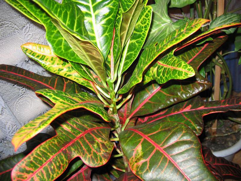 Croton care is not really a problem.