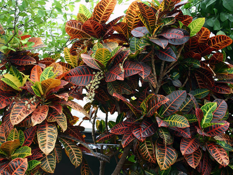 Croton variegato è una pianta ornamentale attraente.