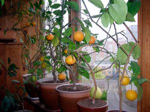 Los matices del cultivo de limones de interior