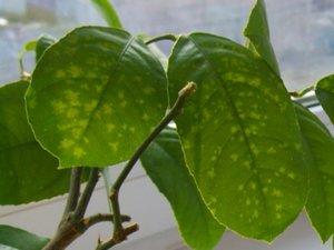 Iekštelpu citronu slimību un kaitēkļu apraksts