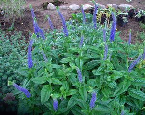 Beskrivelse av planten veronica