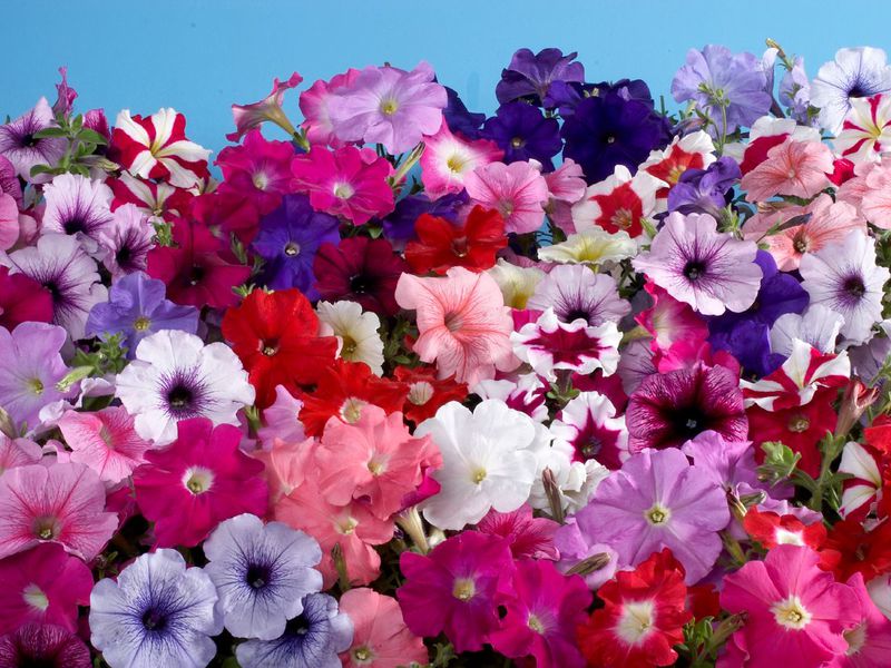 Descrizione dei fiori di petunia