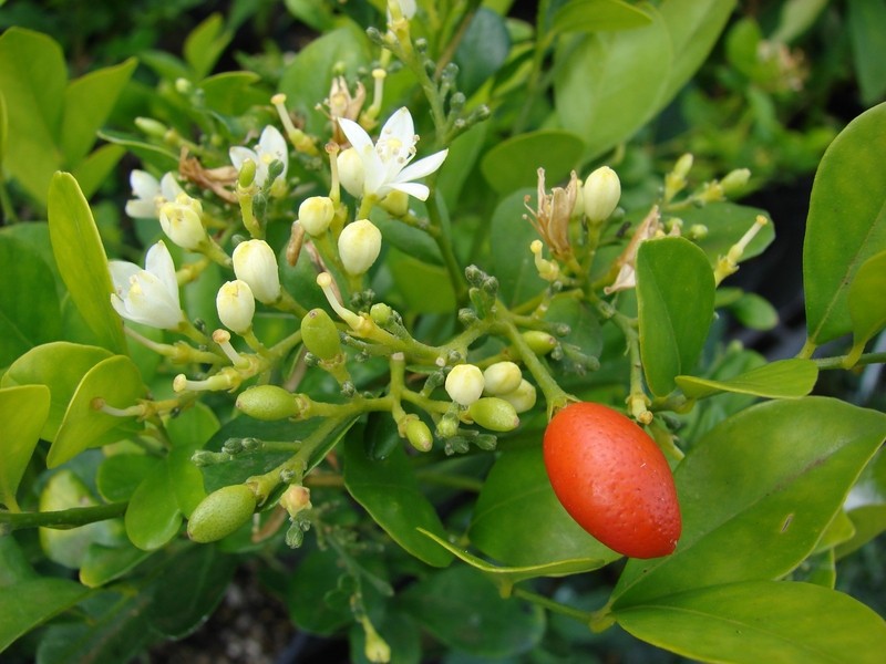 Muraya - narančasti jasmin