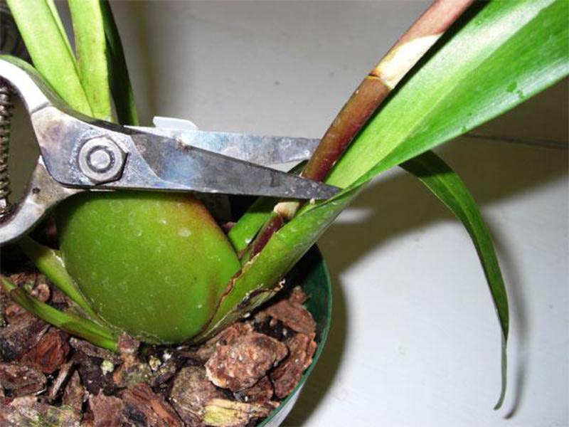 Come prendersi cura di un'orchidea