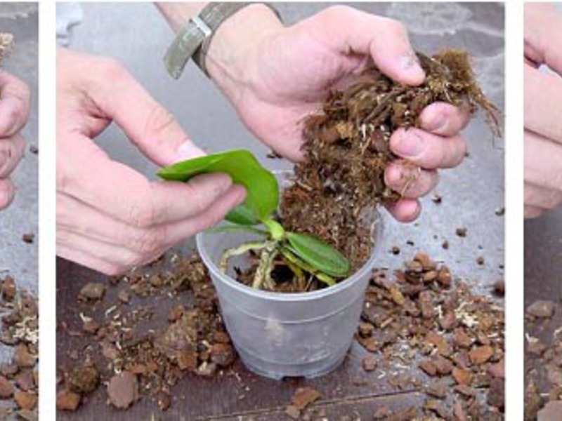 Com propagar una orquídia