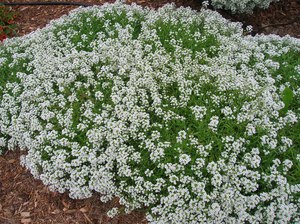 Allisum en el campo