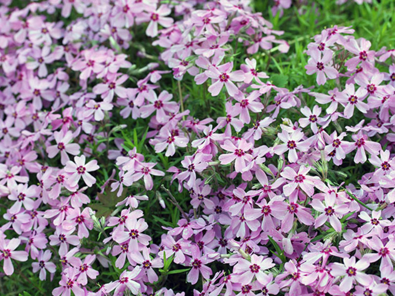 Tapete perfumado de Alyssum