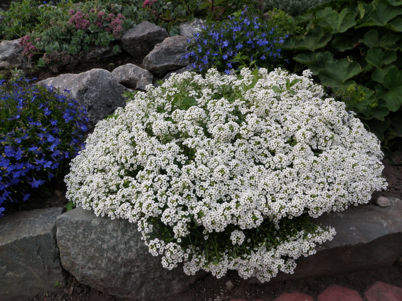 Alyssum plantor odlas i lådor