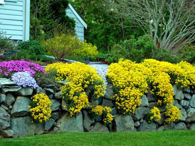 Cómo prolongar la floración del alyssum.