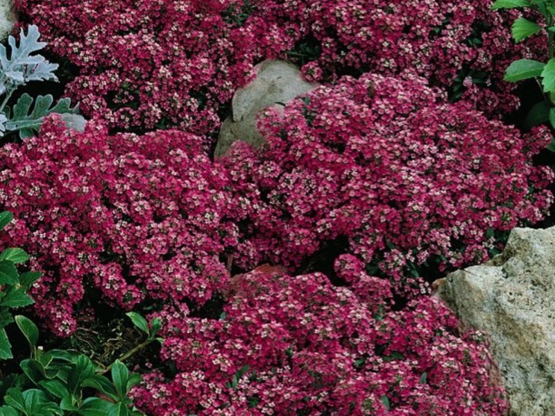 Hvordan dyrke allisum frøplanter