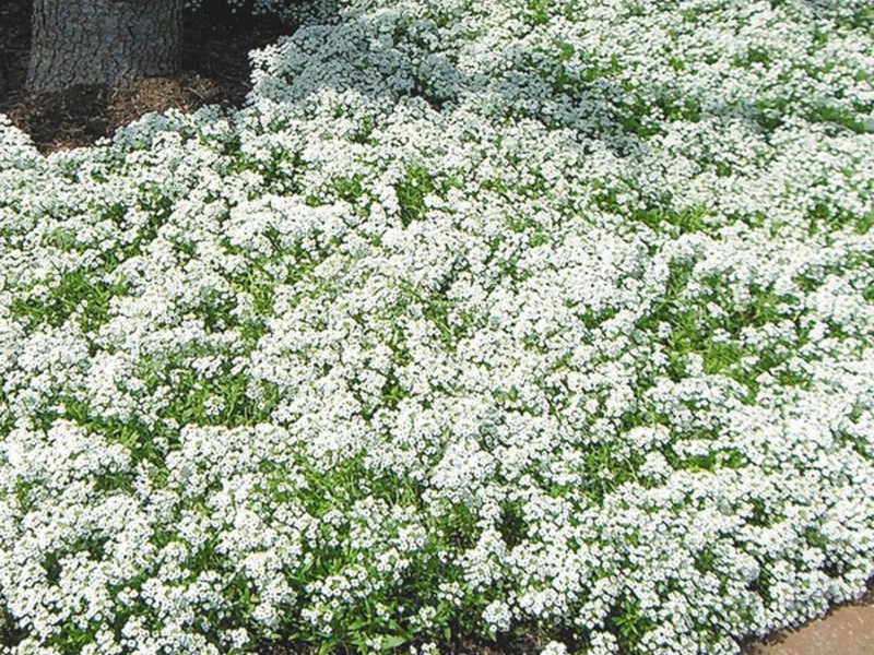 Cultivo de alissum a partir de sementes