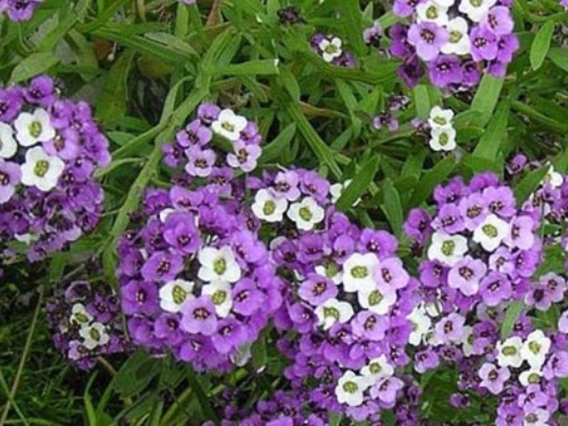 Alyssum frøplanter dyrkes i bokser