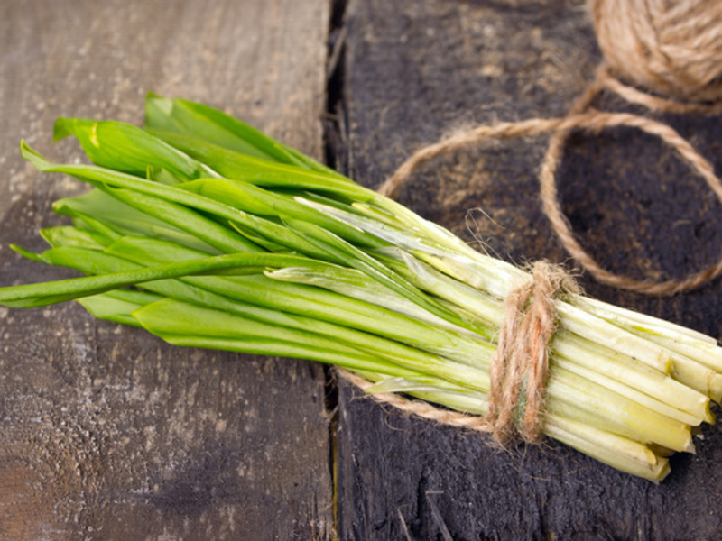 Groeiende wilde knoflook