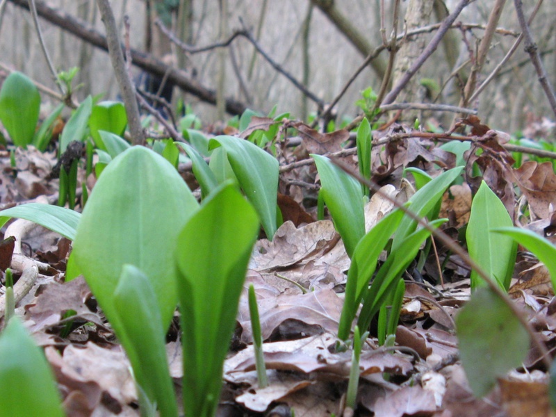 Ramson è una cipolla perenne