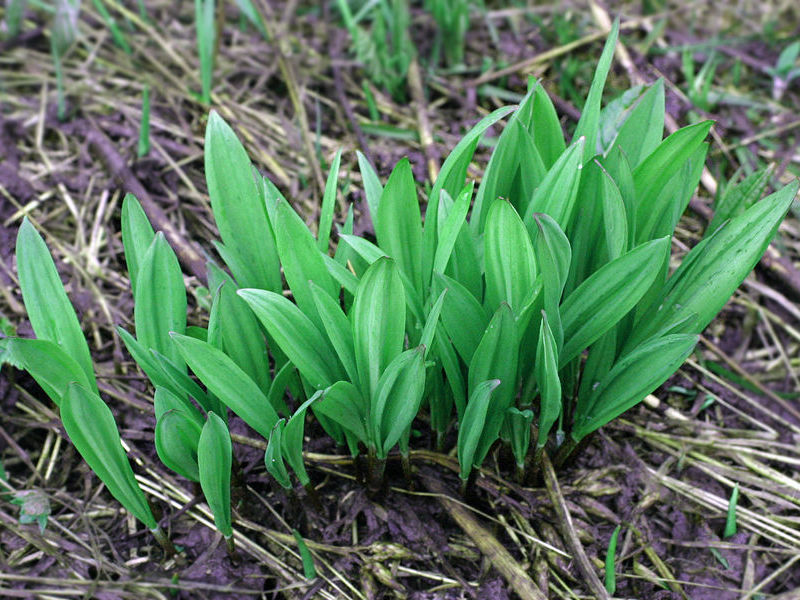 Ramson è ricco di vitamine