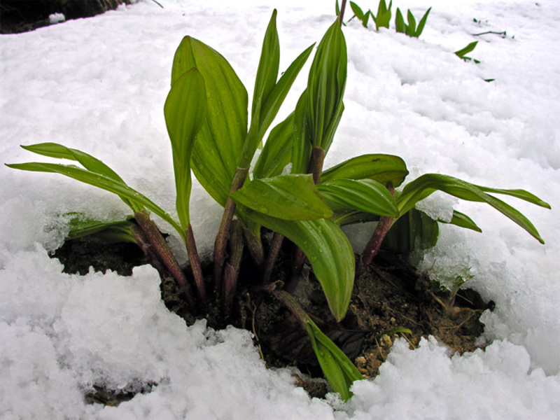 Qual é o nome da planta de alho selvagem