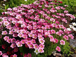 Saxifrage Arends phạm lỗi. Var mọc trên đá