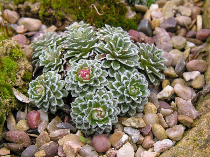 Saxifrage di taman akan menjadi hiasan slaid alpine.