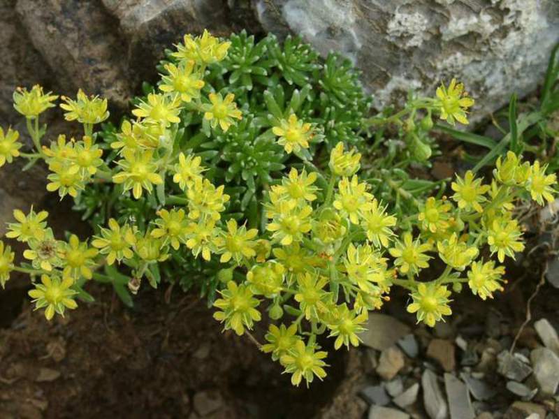 Saxifrag - bunga yang sangat menarik untuk taman.