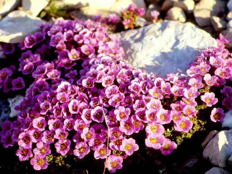 Pembe saxifrage, çok fazla varsa özellikle iyi görünüyor.