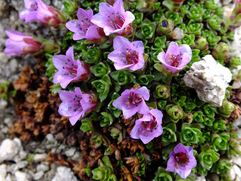 Azijski saxifrage je još jedna biljna sorta.