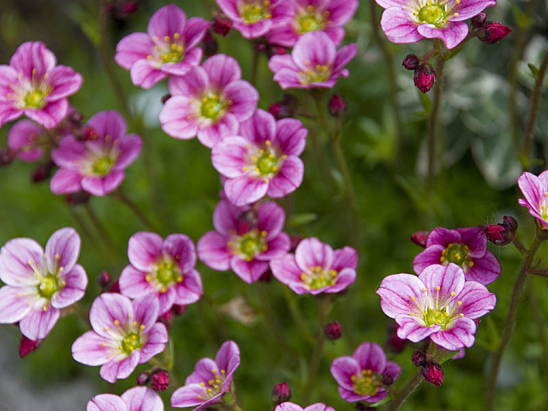 Shadow saxifrage voi kasvaa jopa puutarhan vaikeimmin varjostetuilla alueilla.