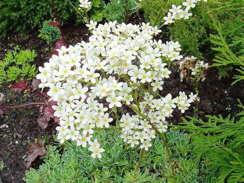 Saxifrage paniculata yüksek bir gövdeye sahiptir.