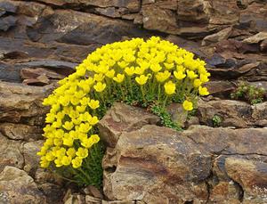 La saxifrage peut être de différentes couleurs