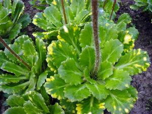 Os cuidados da Saxifrage começam com a escolha do fertilizante certo.