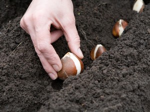 Descripció del mètode de plantació de jacints en terreny obert