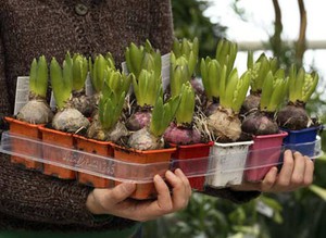 Princípios de tempo para plantar jacintos em terreno aberto