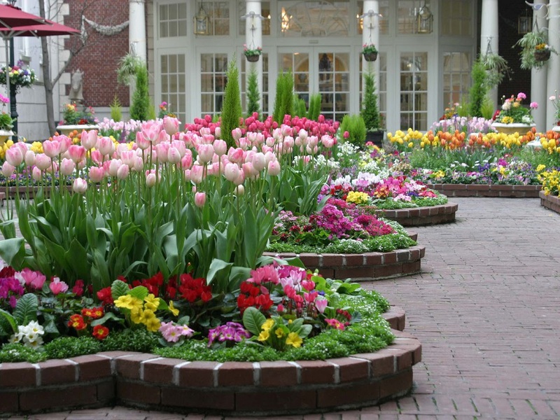 Decoração de canteiro de flores com prímulas