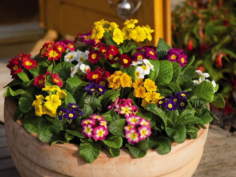 Décoration décorative de la parcelle de banlieue et de jardin avec primevères vivaces