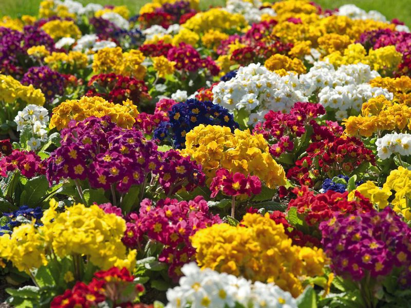 Typen en variëteiten van meerjarige sleutelbloemen