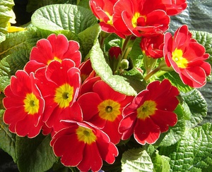 Caratteristiche della primula primula