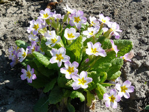 Caratteristiche della semina e della crescita della primula perenne