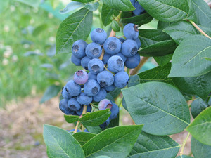 Sorten und Sorten von Blaubeeren