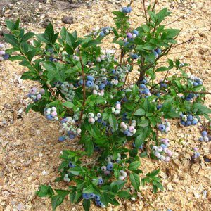 Un endroit pour planter un bleuet