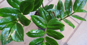 Zamioculcas caseiras