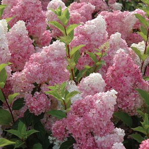 Hortensia de jardin - les variétés les plus populaires