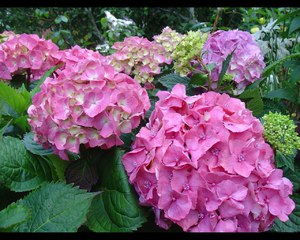 Buissons d'hortensias à fleurs