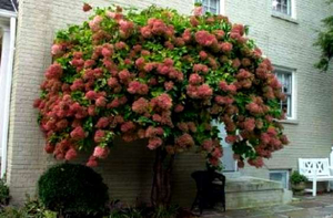 Hortensia de árbol