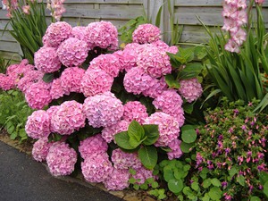 Propagació de hortènsies per esqueixos!