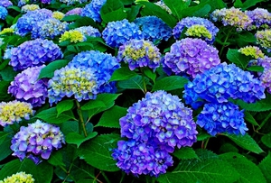 Hydrangea on the site