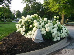 Hoe zorg je voor een tuinhortensia