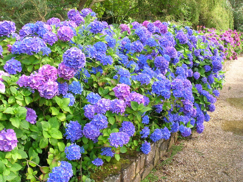 Hortensia à grandes feuilles