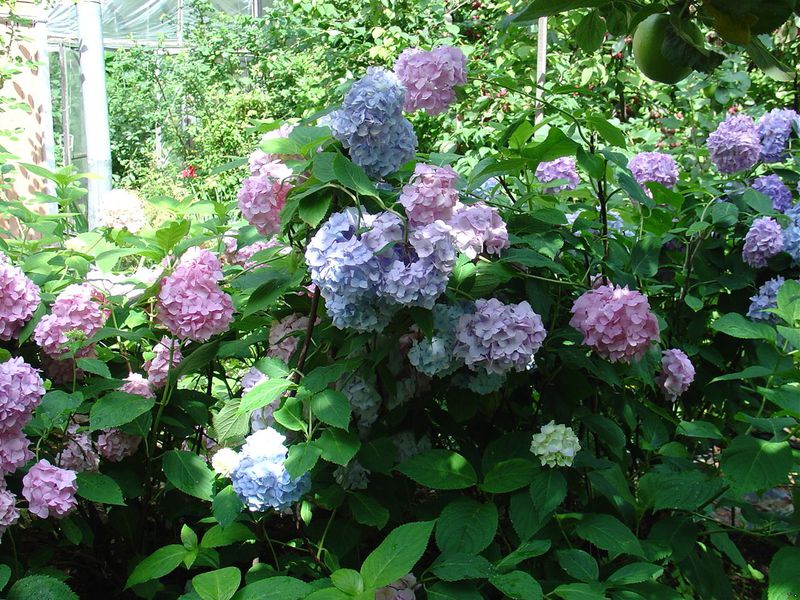 Blommande hortensia buskar