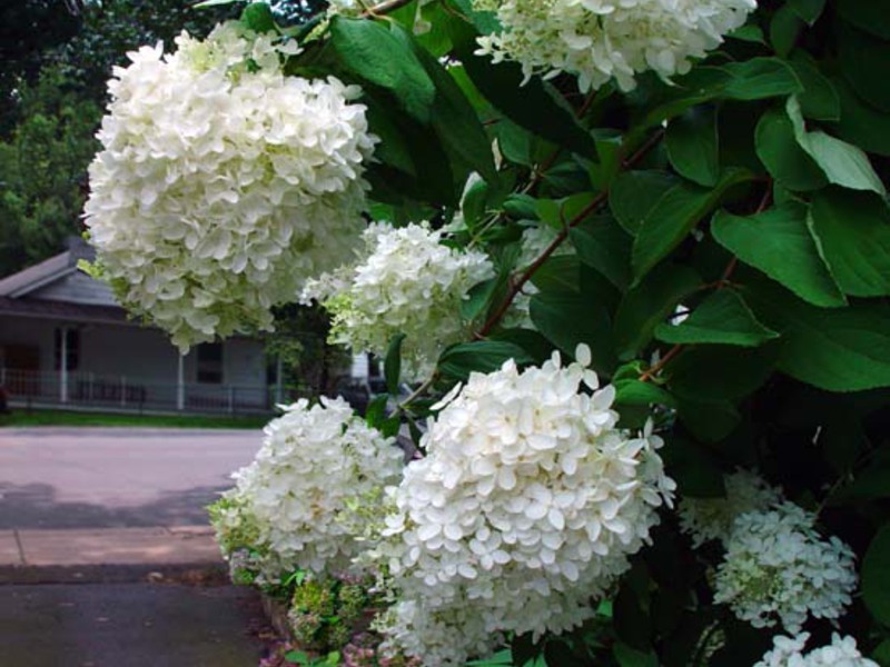 Hortensia als tuindecoratie