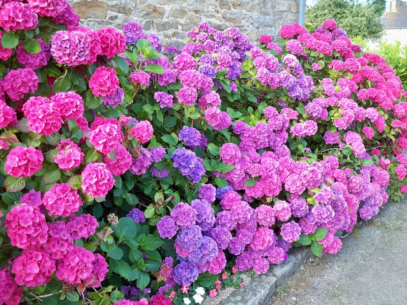 Hvordan hortensia blomstrer