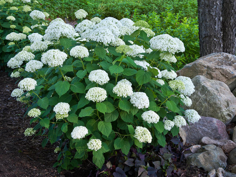 Hydrangea - walang hanggang tag-init